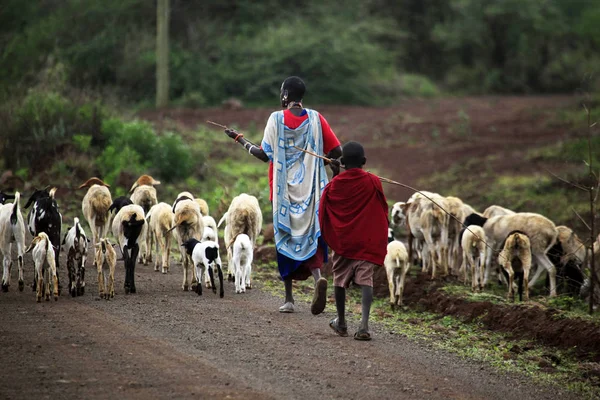 Famille kenyane Masai élevant des chèvres — Photo