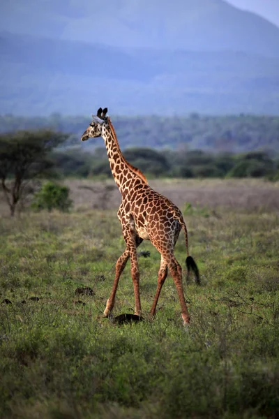 Jirafa libre en Kenia —  Fotos de Stock