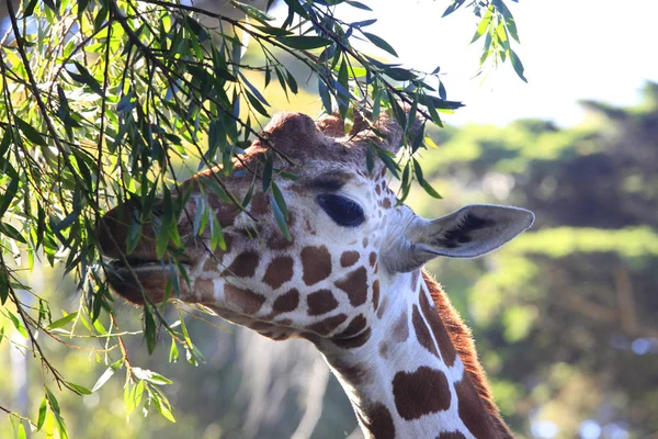 Girafe gratuite au Kenya — Photo
