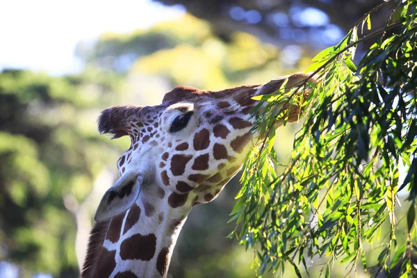 Ücretsiz Kenya zürafa — Stok fotoğraf