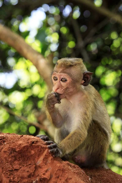 Porträtt av apan — Stockfoto