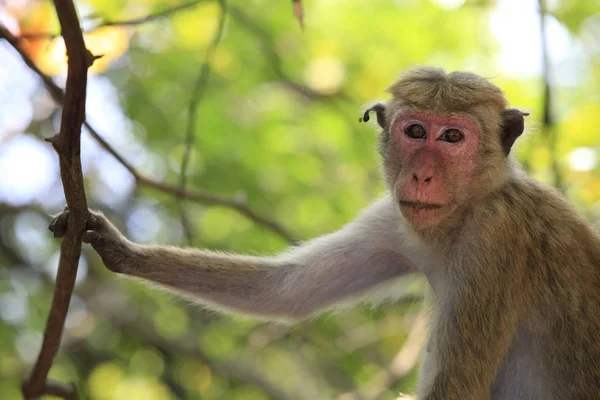 Portrait of the monkey — Stock Photo, Image