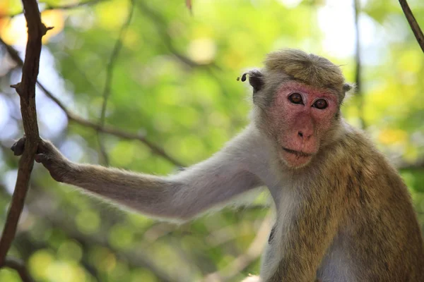 Portrait of the monkey — Stock Photo, Image