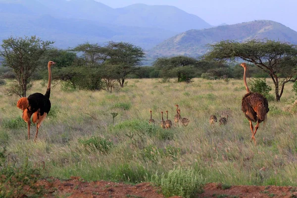 Strusie na sawannie. Park Narodowy Tsavo w Kenii — Zdjęcie stockowe