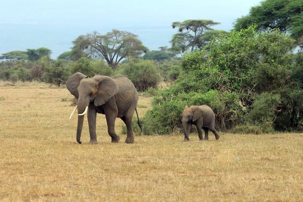 Elefanti nel Parco Nazionale di Amboseli — Foto Stock