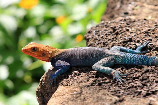 Ortak agama. Kia Amboseli Ulusal parkta — Stok fotoğraf