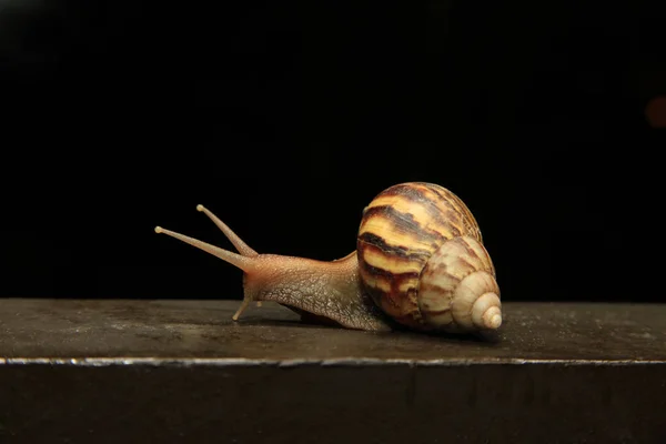 Σαλιγκάρι (Helix pomatia)) — Φωτογραφία Αρχείου