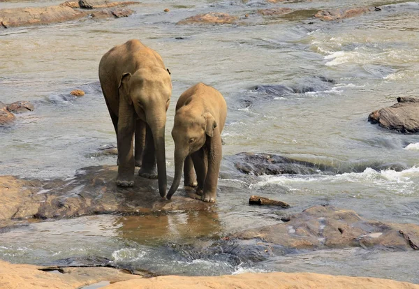 Family of Indian elephants. — Stock Photo, Image