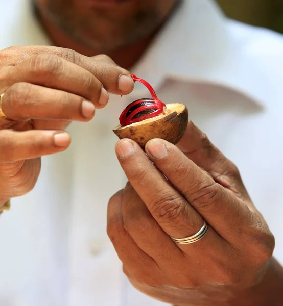 Fingers each hold half of an open Nutmeg — Stock Photo, Image