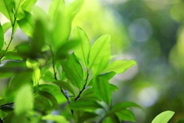 Koka bitkisinin yaprakları