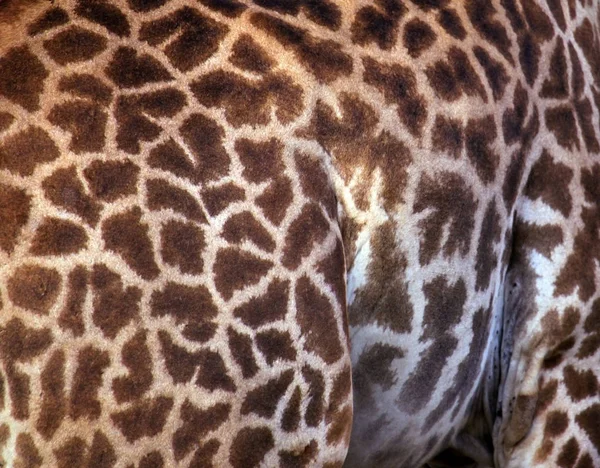 Kůže žirafa — Stock fotografie