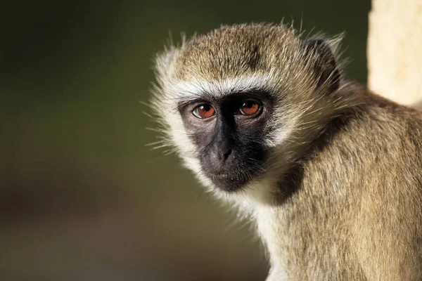 Retrato do macaco — Fotografia de Stock