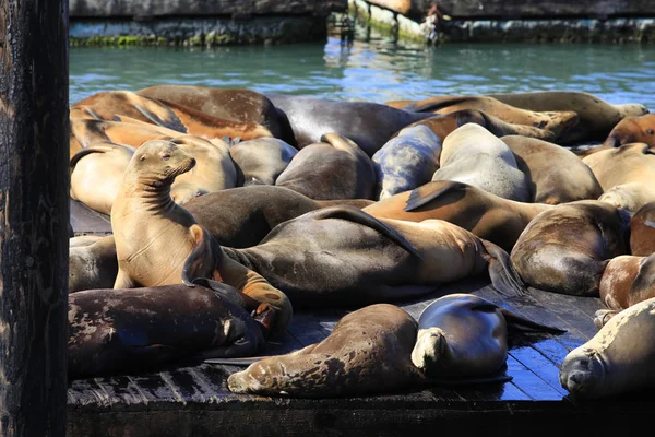 Dit is pier 39 en de zeeleeuwen in san francisco. — Stockfoto