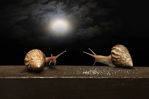 Two snails against the background of the night sky — Stock Photo, Image