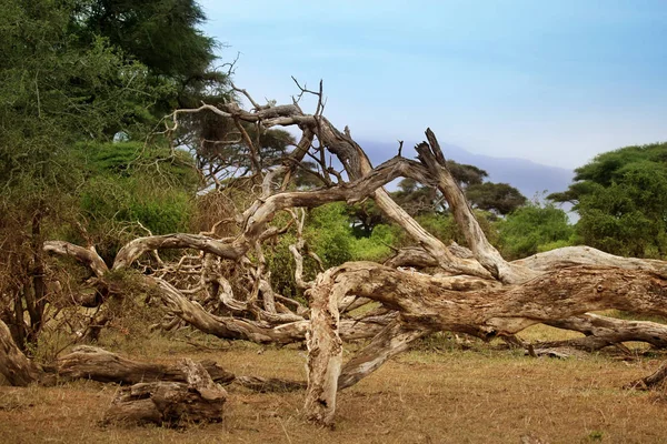 Arbre mort en savane — Photo