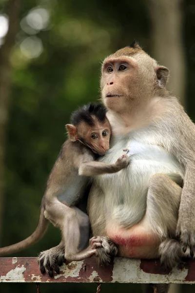 Famiglia di scimmie — Foto Stock