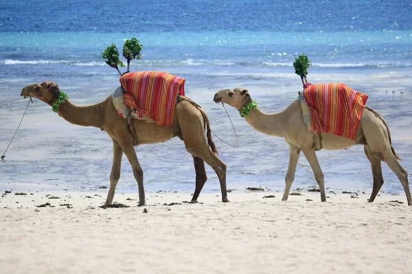 Kameler walking stranden av havet — Stockfoto