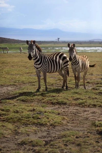 Manada de zebras em savana — Fotografia de Stock