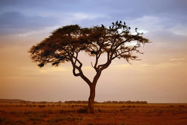 Parco nazionale di Amboseli — Foto Stock