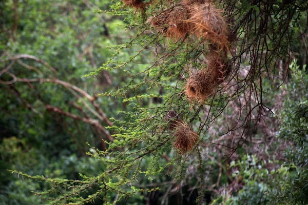 Bird nests on a tree — Stock Photo, Image