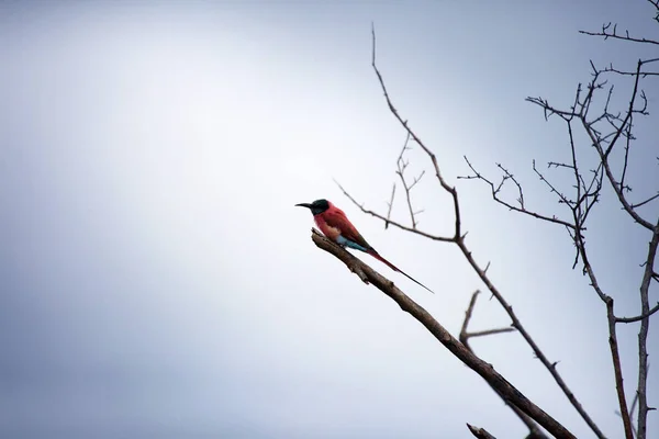 Kuru bir ağaç üzerinde güzel kuş — Stok fotoğraf