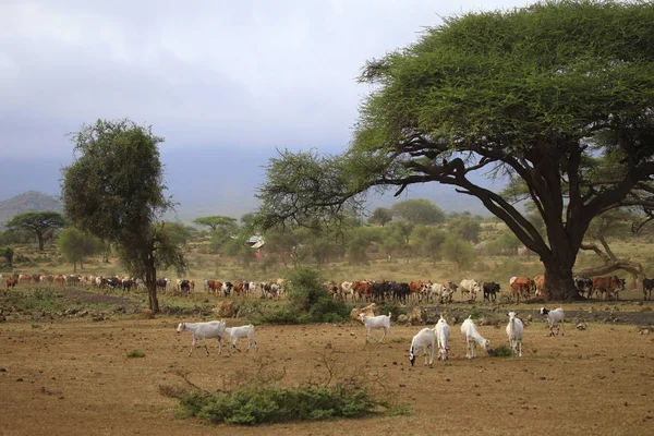 Egy nagy csorda tehén Kenyában — Stock Fotó