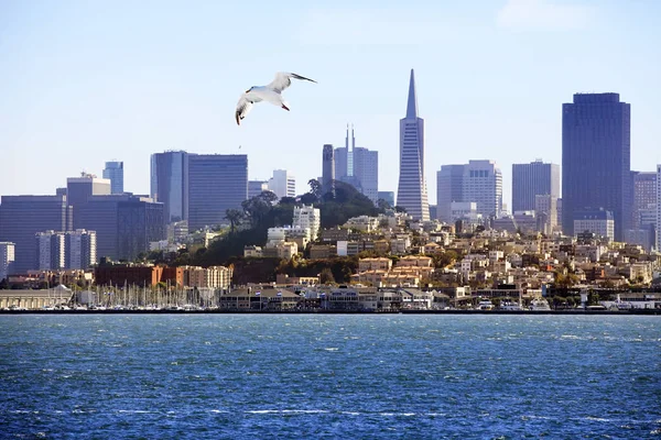 A flock of seagull flying over the bay — Stock Photo, Image