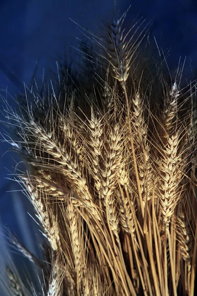 Wheat spike on a blue background — Stock Photo, Image