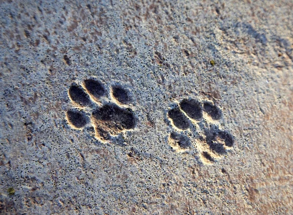 Tracce di gatto lasciate sul cemento grezzo — Foto Stock