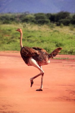 Devekuşu Tsavo Doğu Milli Parkı'nda