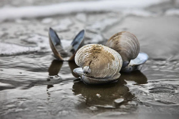 Wet cockleshell close-up on sand — Stock Photo, Image