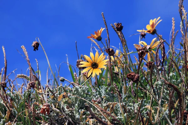 Spring flowers in the meadow — Stock Photo, Image