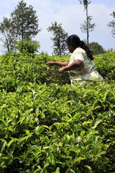 Sri Lanka kvinna samlar teblad — Stockfoto