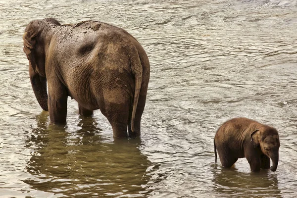 Familie van Indische olifanten — Stockfoto