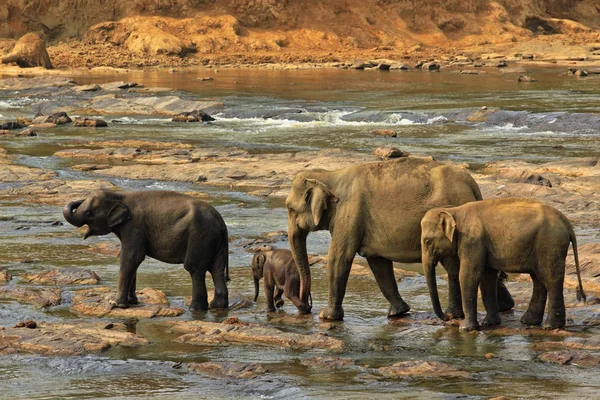 Family of Indian elephants — Stock Photo, Image