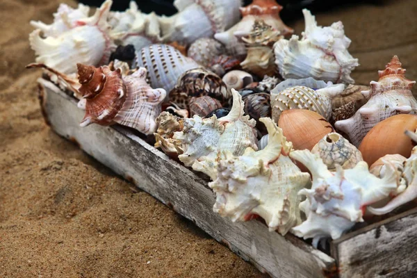 Различные ракушки продаются на пляже — стоковое фото