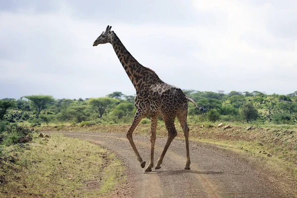 Wolna żyrafa w Kenii — Zdjęcie stockowe