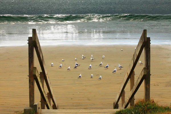 Чайки на піску на пляжі — стокове фото
