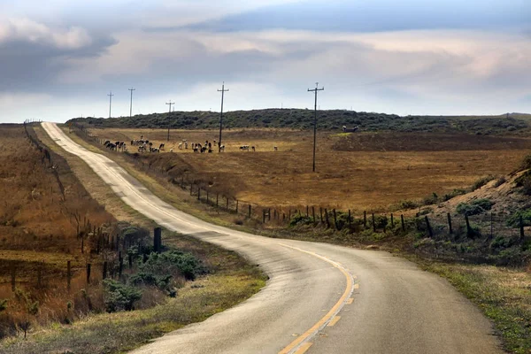 Stádo krav pasoucí se poblíž silnice, Kalifornie — Stock fotografie