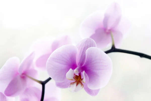 Belles fleurs roses d'orchidée — Photo