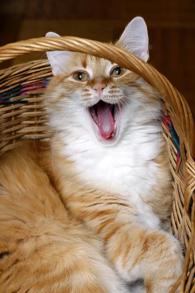 Gato vermelho na cesta de perto — Fotografia de Stock