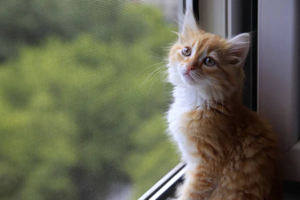 Retrato de um gato jovem — Fotografia de Stock