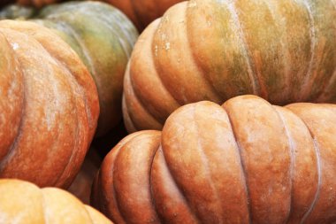 Büyük Balkabağı. kabaklar California Fuarı