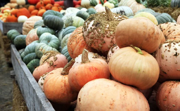 Big pumpkins. Fair of a pumpkins in California — Stock Photo, Image