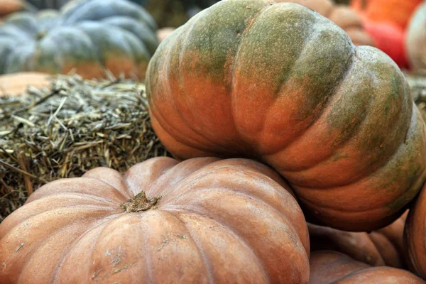 Grosses citrouilles. Foire d'une citrouille en Californie — Photo