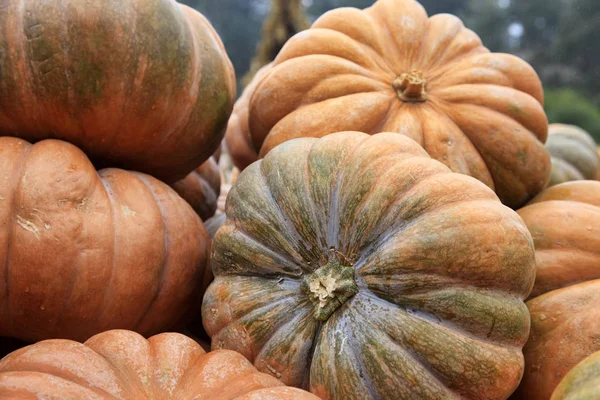 Big pumpkins. Fair of a pumpkins in California — Stock Photo, Image