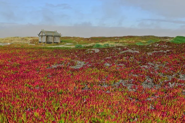 Wooden house standing in a field of red flowers — Stock Photo, Image