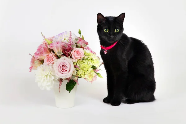 Schwarze Katze auf weißem Hintergrund im Studio — Stockfoto