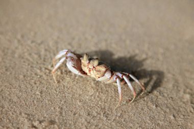 Small crab on the ocean shore clipart