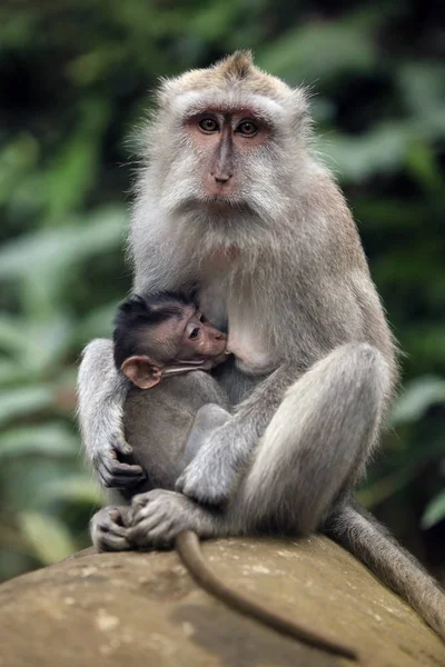 Famiglia di scimmie — Foto Stock